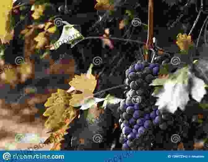 A Close Up Of Champagne Grapes Ripening On The Vines, Bathed In Golden Sunlight The Champagne Guide: The Definitive Guide To The Champagne Region