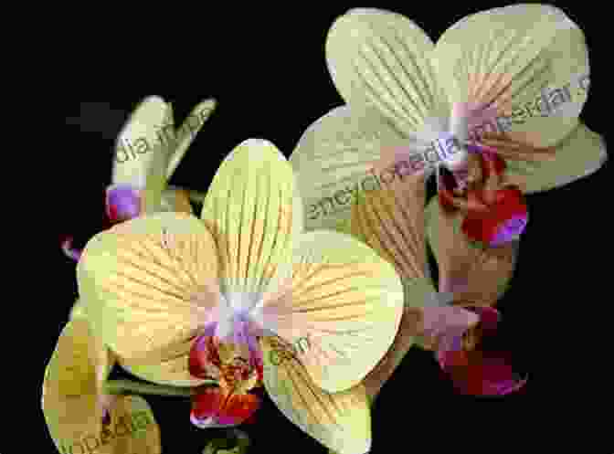 A Close Up Photograph Of A Vibrant Pink And Yellow Orchid In Bloom. The Flowering Of Australia S Rainforests: Pollination Ecology And Plant Evolution