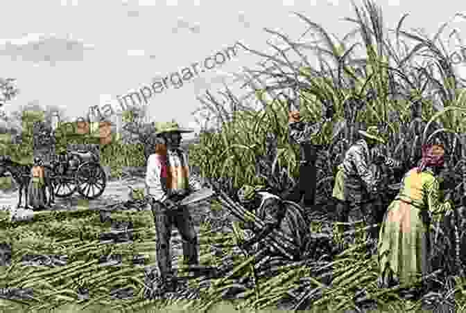 A Depiction Of Enslaved Africans Working On A Sugar Plantation In The British Caribbean Surviving Slavery In The British Caribbean (Early American Studies)