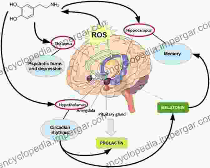 A Diagram Depicting The Neurochemical Pathways Involved In Motivation, Showcasing The Interactions Between Dopamine, Serotonin, Norepinephrine, And Opioids. Behavioral Neuroscience Of Motivation (Current Topics In Behavioral Neurosciences 27)