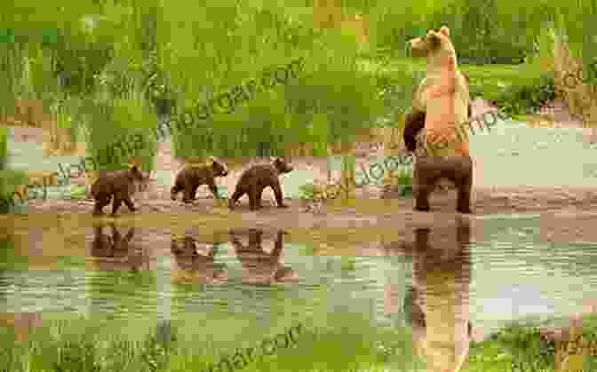 A Family Of Grizzly Bears Grazing In The Teton Marsh One Day At Teton Marsh