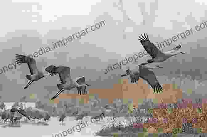 A Flock Of Sandhill Cranes Taking Flight From Teton Marsh One Day At Teton Marsh