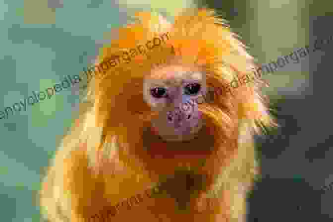 A Golden Lion Tamarin, An Endangered Species Found In The Atlantic Forest With Broadax And Firebrand: The Destruction Of The Brazilian Atlantic Forest (Centennial Book)