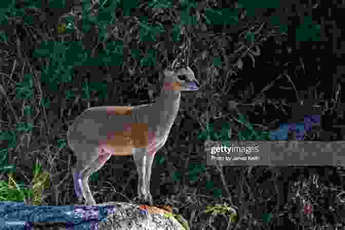 A Graceful Klipspringer Leaps Across A Rocky Outcrop, Its Long, Slender Legs Propelling It Effortlessly Through The Air. Wild Karoo Michael Buckley