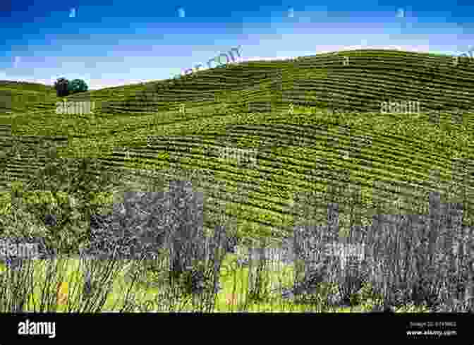 A Panoramic View Of The Champagne Vineyards, Rolling Hills Dotted With Vines The Champagne Guide: The Definitive Guide To The Champagne Region