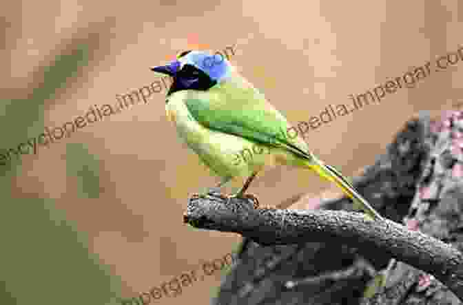 A Photo Of A Bird Sitting On A Branch This Is A For People Who Love Birds