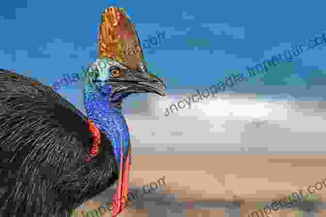 A Photograph Of A Cassowary, A Large Flightless Bird, Surrounded By Rainforest Vegetation. The Flowering Of Australia S Rainforests: Pollination Ecology And Plant Evolution