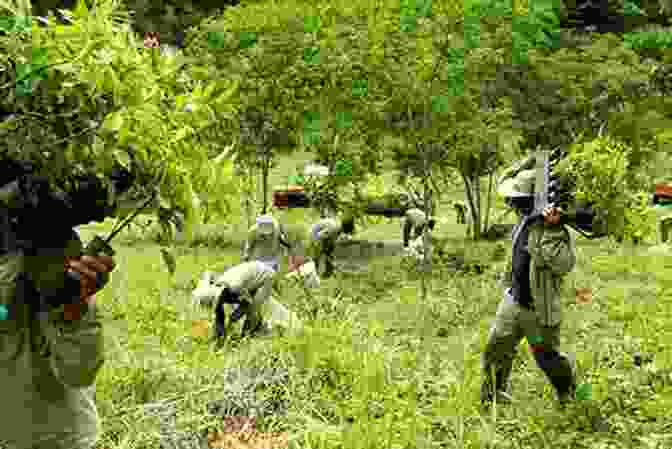 A Reforestation Project In The Atlantic Forest With Broadax And Firebrand: The Destruction Of The Brazilian Atlantic Forest (Centennial Book)