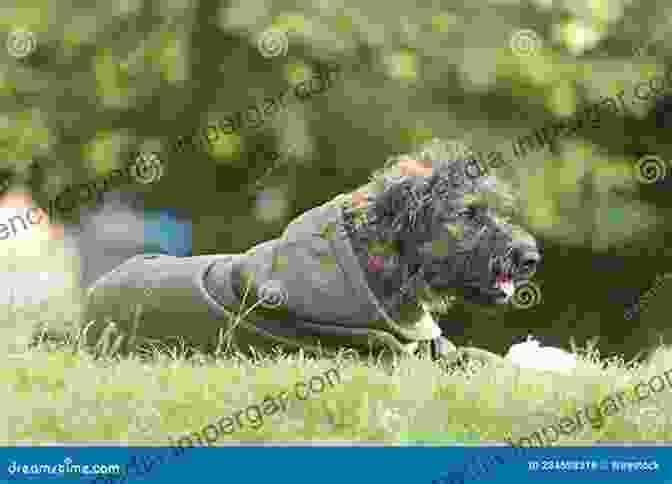 A Senior Dog Sitting Contentedly In A Field, Eyes Gazing Wisely Into The Distance, Symbolizing The Profound Lessons That Dogs Teach Us About Life Second Chance Dogs: True Stories Of The Dogs We Rescue And The Dogs Who Rescue Us