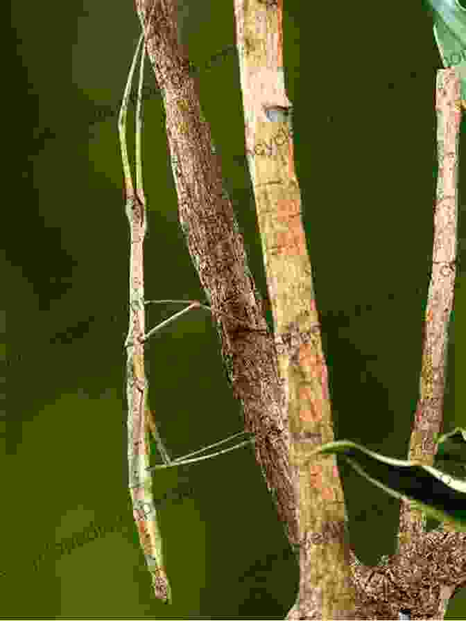 A Stick Insect Perfectly Camouflaged Among Twigs And Leaves, Demonstrating Its Adaptive Strategy To Evade Detection. The Serengeti Lion: A Study Of Predator Prey Relations (Wildlife Behavior And Ecology Series)