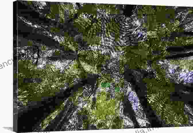 A Wide Angle Photograph Of The Lush Rainforest Canopy, With Clusters Of Ferns And Epiphytic Orchids. The Flowering Of Australia S Rainforests: Pollination Ecology And Plant Evolution