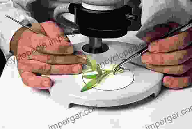 An Image Of A Scientist Examining A Diseased Plant Specimen Under A Microscope Horticultural Reviews Volume 47 F Zapata