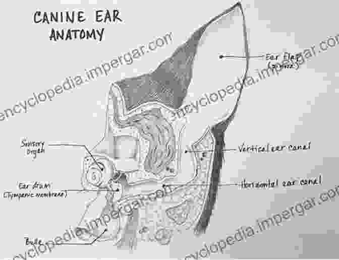 Anatomy Of The Dog's Ear Ear Nose And Throat Diseases Of The Dog And Cat