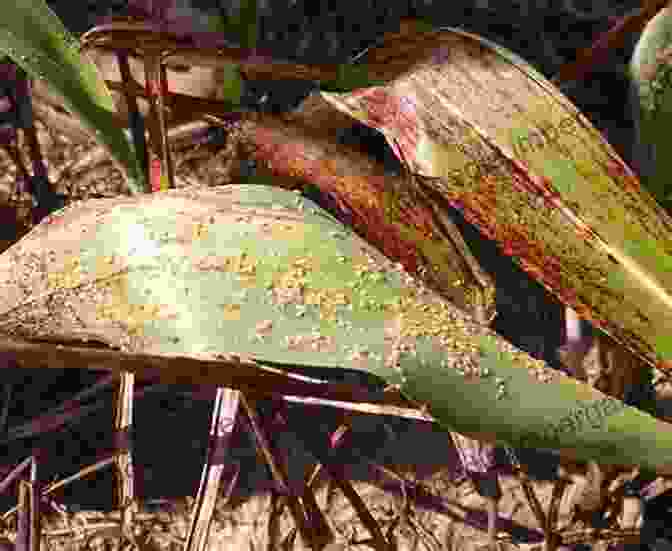 Aphids Feeding On Millet Leaves Insect Pests Of Millets: Systematics Bionomics And Management