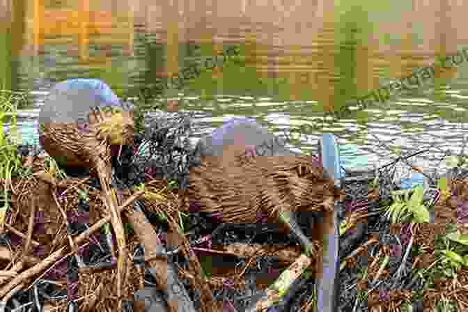 Beavers Building A Dam At Teton Marsh One Day At Teton Marsh