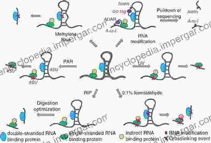 Biomolecular Structure Featuring DNA, RNA, And Proteins Interacting Within A Cell. To Biomolecular Structure And Biophysics: Basics Of Biophysics