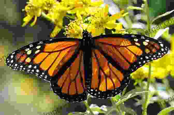 Close Up Of A Monarch Butterfly With Its Vibrant Orange And Black Wings One Hundred Butterflies Harold Feinstein