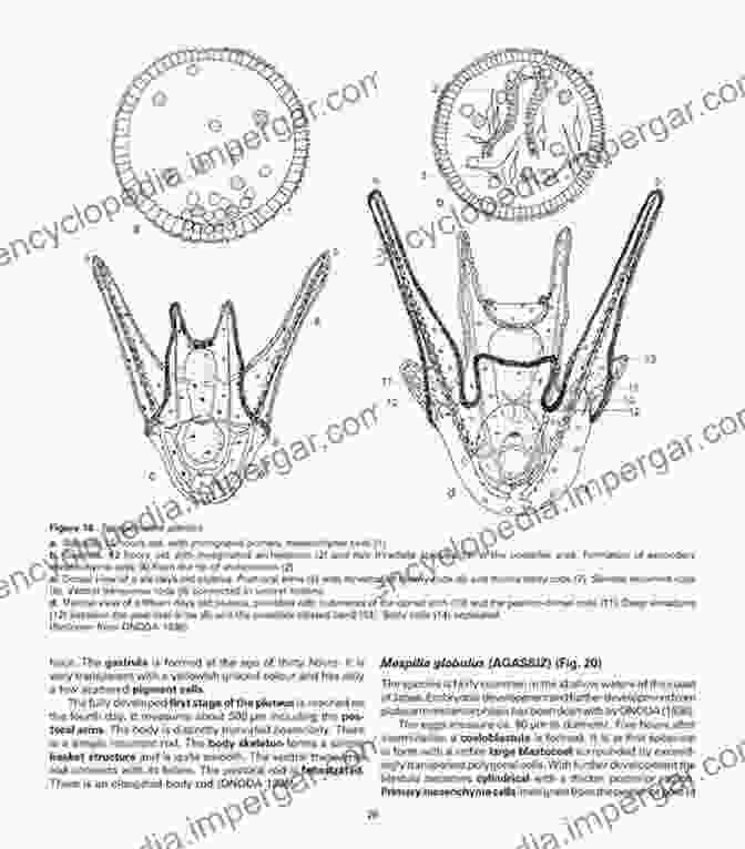 Comparative Embryology Of Invertebrates Evolutionary Developmental Biology Of Invertebrates 3: Ecdysozoa I: Non Tetraconata