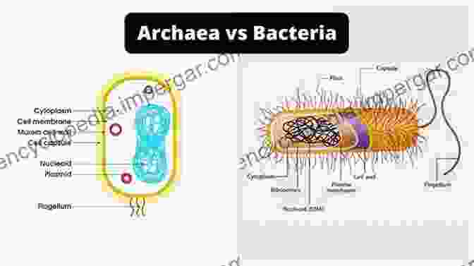 Cytoplasmic Filamentous Protein Polymers: Regulating Cellular Dynamics In Bacteria And Archaea Prokaryotic Cytoskeletons: Filamentous Protein Polymers Active In The Cytoplasm Of Bacterial And Archaeal Cells (Subcellular Biochemistry 84)