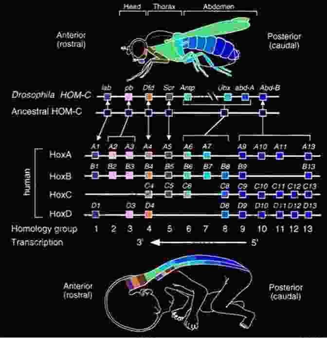 Developmental Genetics And Evo Devo Evolutionary Developmental Biology Of Invertebrates 3: Ecdysozoa I: Non Tetraconata