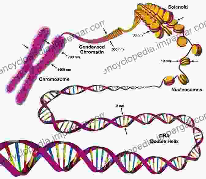 Diagram Of Human Chromosome Strands Not A Chimp: The Hunt To Find The Genes That Make Us Human