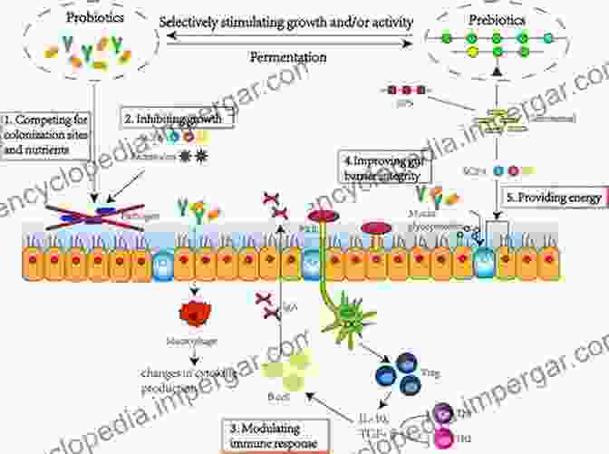 Dietary Modulation Influencing Cellular Processes Colon Cancer Prevention: Dietary Modulation Of Cellular And Molecular Mechanisms (Advances In Experimental Medicine And Biology 470)