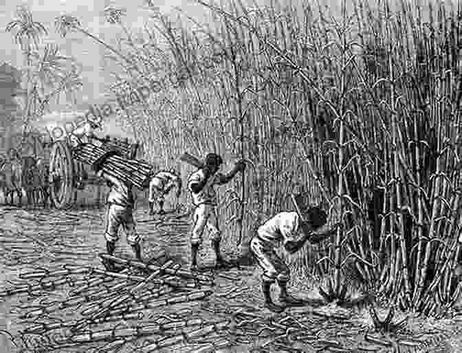 Engraving Depicting Enslaved Africans Working In A Sugar Cane Field Surviving Slavery In The British Caribbean (Early American Studies)