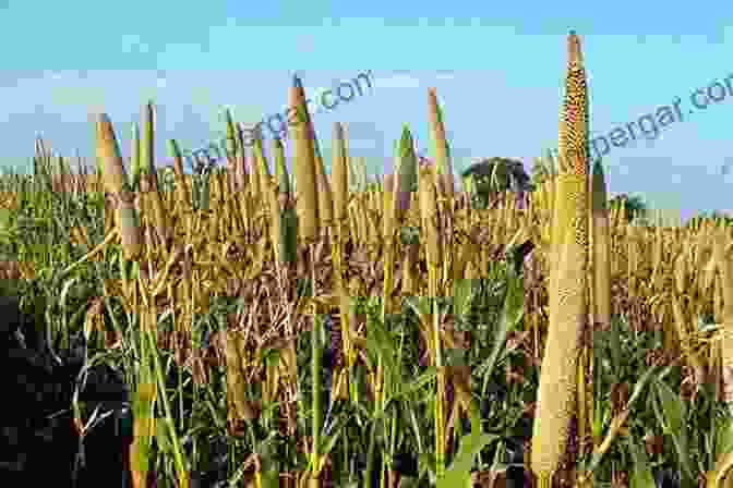 Field Of Millet Crops Insect Pests Of Millets: Systematics Bionomics And Management