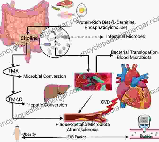 Graph Illustrating The Link Between Gut Microbiome Imbalances And Chronic Diseases The Gut Microbiome In Health And Disease