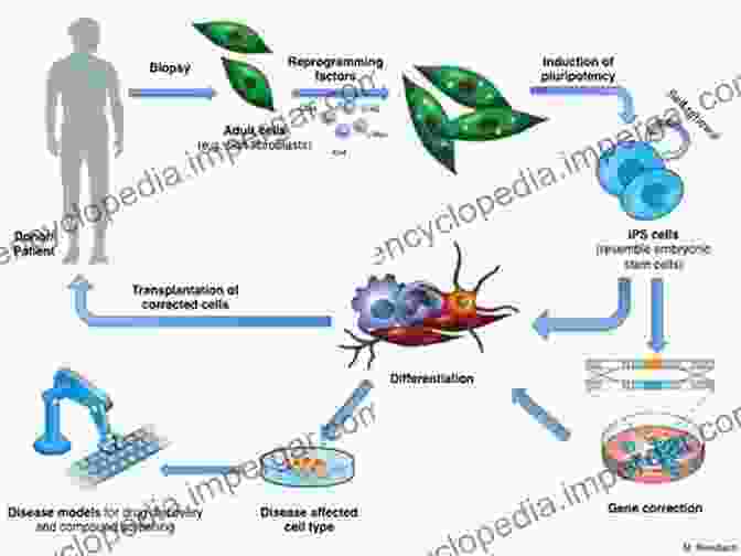 Human IPS Cell Reprogramming Process Human IPS Cells In Disease Modelling