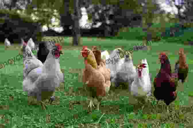 Image Of A Happy And Healthy Backyard Flock Backyard Chickens: Efficient Methods And Ways Of Raising A Happy Backyard Flock