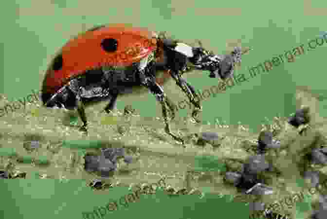 Image Of A Ladybird Beetle Preying On Aphids Mosquitopia: The Place Of Pests In A Healthy World (Routledge Environmental Humanities)