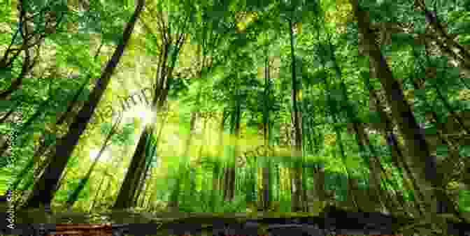 Image Of A Lush Forest With A Clear Stream Running Through It, Symbolizing The Interconnectedness Of Nature And Spirituality. The Spiritual Roots Of The Ecological Crisis