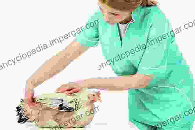 Image Of A Veterinarian Examining A Chicken Backyard Chickens: Efficient Methods And Ways Of Raising A Happy Backyard Flock