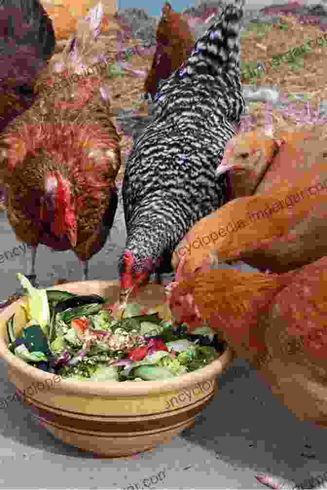 Image Of Chickens Eating A Balanced Diet Backyard Chickens: Efficient Methods And Ways Of Raising A Happy Backyard Flock