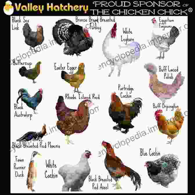 Image Of Various Chicken Breeds Backyard Chickens: Efficient Methods And Ways Of Raising A Happy Backyard Flock