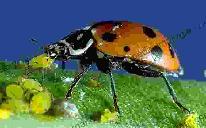 Ladybug Feeding On Aphids On Millet Leaves Insect Pests Of Millets: Systematics Bionomics And Management