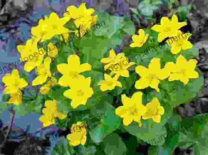 Marsh Marigolds Blooming In Teton Marsh One Day At Teton Marsh