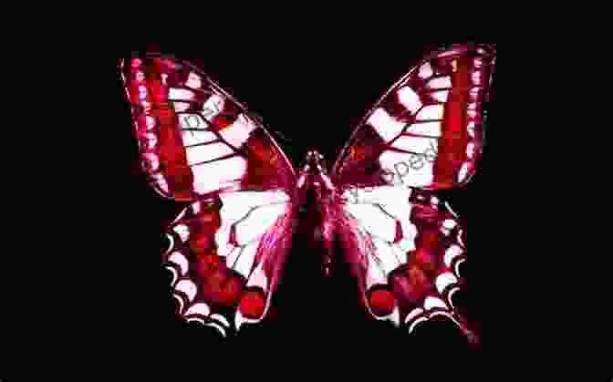 Photograph Of A Butterfly Against A Dark Background, Its Wings Illuminated One Hundred Butterflies Harold Feinstein