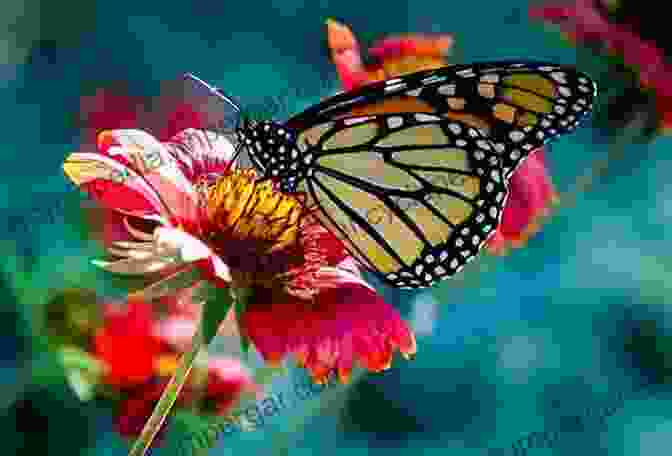 Photograph Of A Butterfly Perched On A Flower, Surrounded By Green Leaves One Hundred Butterflies Harold Feinstein