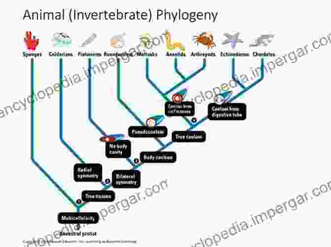 Phylogenetics And Invertebrate Evolution Evolutionary Developmental Biology Of Invertebrates 3: Ecdysozoa I: Non Tetraconata