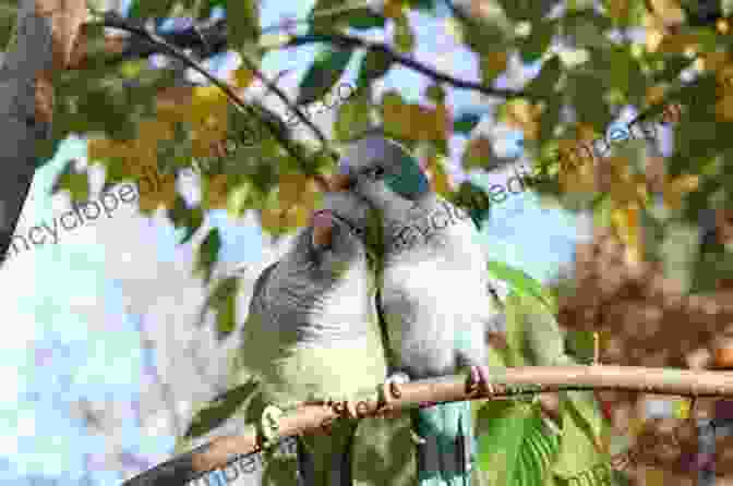 Quaker Parrot Cuddling With Its Owner Quaker Parrot Quaker Parrots As Pets Quaker Parrot Keeping Pros And Cons Care Housing Diet And Health