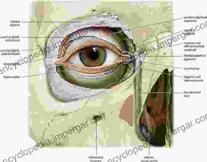 Scott Anatomy Of The Eye And Orbit Book Cover Featuring A Detailed Illustration Of The Eye Scott S Anatomy Of The Eye And Orbit (Ridgevue Publishing)