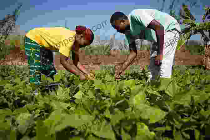 Smallholder Farmers Working In A Field Developing Smallholder Agriculture: A Global Perspective