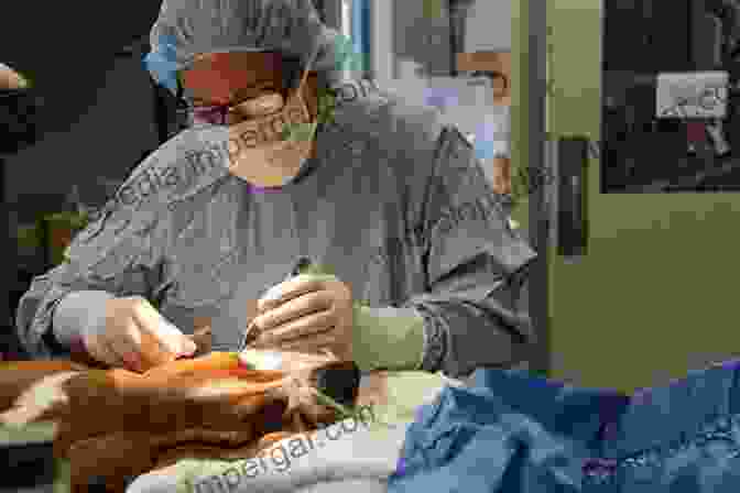 Veterinarian Performing Ear Surgery On A Dog Ear Nose And Throat Diseases Of The Dog And Cat