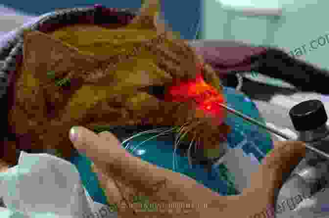 Veterinarian Performing Rhinoscopy On A Cat Ear Nose And Throat Diseases Of The Dog And Cat